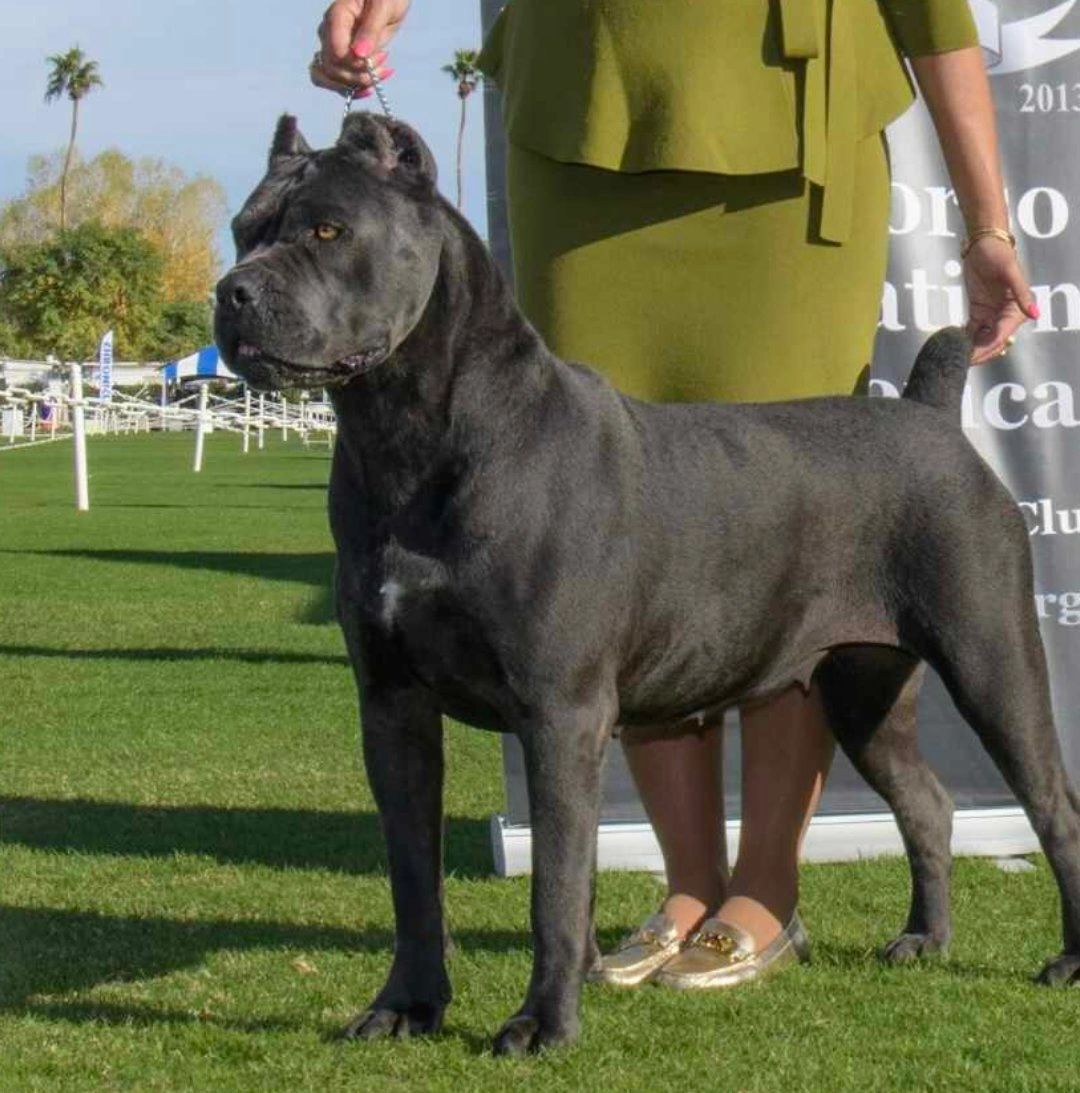 Cane Corso Pictures - AZ Animals