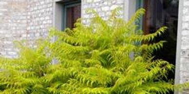 Yellow green sumac leaves