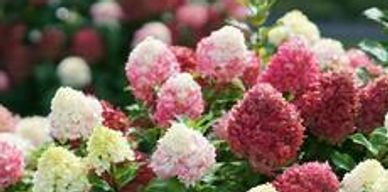 White and pink colored hydrangea flowers