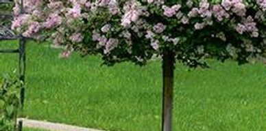A lilac tree form
