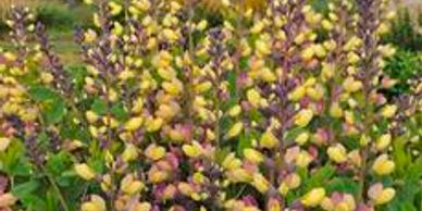 Stalks of purple and yellow flowers (Baptisia, Decadence Pink Lemonade)