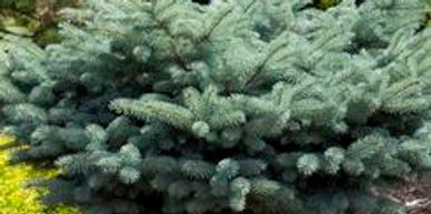 A small ornamental spruce tree