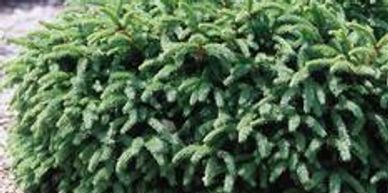 Spruce, Dwarf Norway