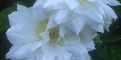 White perennial flowers (Clematis Duchess of Edinburgh)