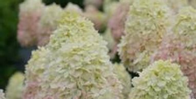Pale colored hydrangea flowers