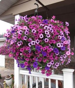 A variety of purple flowers