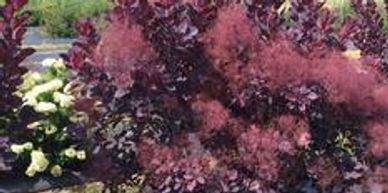 Smoke bush shrubs