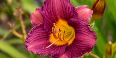 A dark purple and pink flower with yellow center (daylily purple d oro)