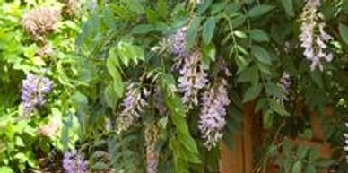 A wisteria shrub