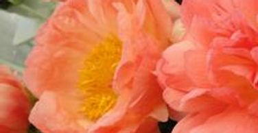 Peach colored flowers with yellow centers (Peony, Coral Sunset)