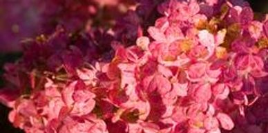 Pink colored hydrangea tree flowers