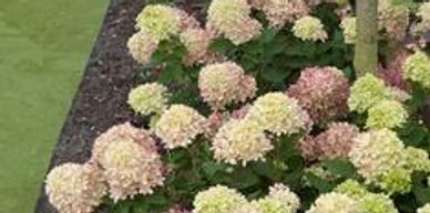 A variety of hydrangea flowers