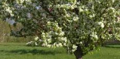 A malus tree with white flowers
