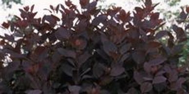 A dark leafed smoke bush