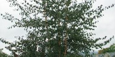A darker colored birch tree