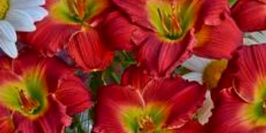 Red perennial flowers with yellow green highlights (daylily red hot returns)