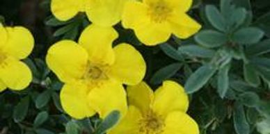 Potentilla, Happy Face Yellow