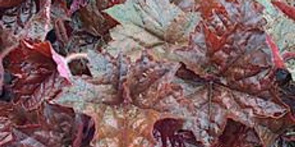 Red leaves of a perennial plant (CORAL BELLS, PURPLE PALACE)