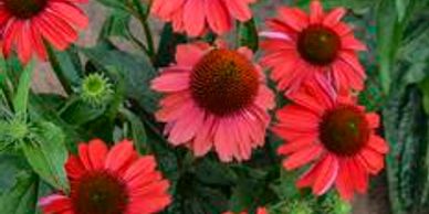 Bright red perennial flowers with big centers (Echinacea, CCD Frankly Scarlet)
