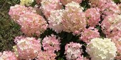 Clusters of light pink hydrangea flowers