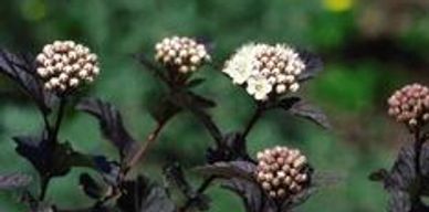 Bright colored flowers of a ninebark shrub