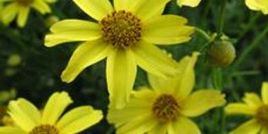 Flowers with yellow petals (zagreb)