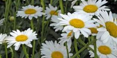 Flowers with white petals and big yellow centers (daisy, becky)