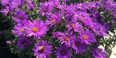 A bush of purple dome asters