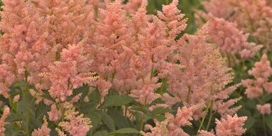 Stalks of fuzzy peach-colored flowers (Astilbe Peach Blossom)
