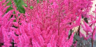 Stalks of bright pink flowers (Astilbe, Mighty Chocolate Cherry)