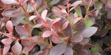Maroon colored barberry shrub leaves