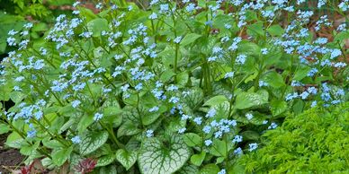 Small light blue flowers with leaves that has ice cracking patterns (Brunnera Jack Frost)