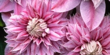 Pale pink flowers with pointy petals (Clematis Josephine)