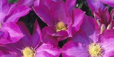 Flowers with red violet edges and lighter pink petals (Clematis Pink Champagne)