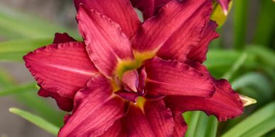 Velvet red flower with petals arranged like a star (daylily double pardon me)