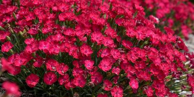 Low-growing plant with dark pink flowers (Dianthus Paint the Town Red)