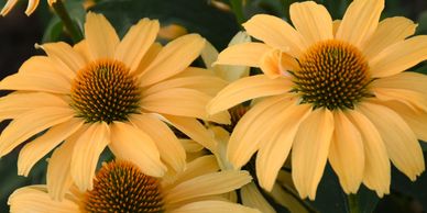 Pastel yellow flowers with yellow centers (Echinacea, CCD One in a Melon)
