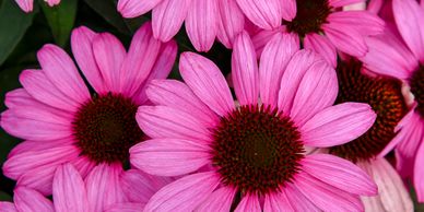 Bright pink flowers with dark red centers (Echinacea, CCD the Fuschia Is Bright)