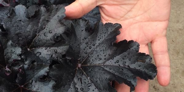 A hand holding black leaves (Coral Bells, Primo Black Pearl)