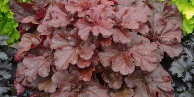 Reddish brown leaves (Coral Bells, Mahogany Monster)