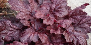 Reddish violet leaves (red dragon coral bells)