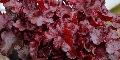 Red leaves (Coral Bells Dolce Cherry Truffles)