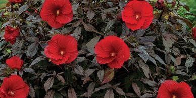 Bright red flowers with yellow stamen and reddish brown leaves (Hibiscus, Midnight Marvel)