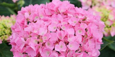 Hydrangea, Let’s Dance Blue Jangles