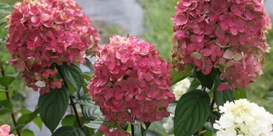 Clusters of pink hydrangea and white hydrangea flowers