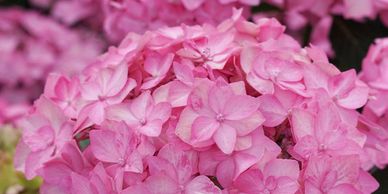 Hydrangea, Let’s Dance Can Do