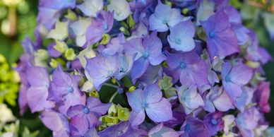 Purple hydrangea