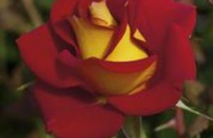 A red rose with yellow center