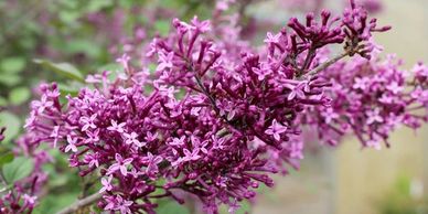Common lilac