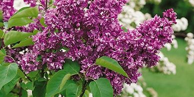Lilac bush
